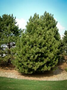 Сосна Чёрная (Pinus Nigra) купить по цене от 270.00р. в интернет-магазине «Посадика» с доставкой почтой в в Полысаевое и по всей России – [изображение №1].