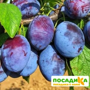 Слива Чачакская ранняя купить по цене от 229.00р. в интернет-магазине «Посадика» с доставкой почтой в в Полысаевое и по всей России – [изображение №1].