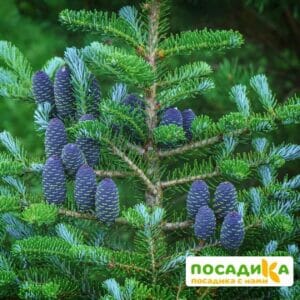 Пихта корейская (Abies koreana) купить по цене от 450.00р. в интернет-магазине «Посадика» с доставкой почтой в в Полысаевое и по всей России – [изображение №1].