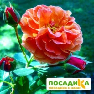 Роза Арабия купить по цене от 350.00р. в интернет-магазине «Посадика» с доставкой почтой в в Полысаевое и по всей России – [изображение №1].