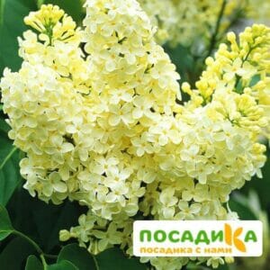 Сирень Примроуз (Primrose) купить по цене от 529.00р. в интернет-магазине «Посадика» с доставкой почтой в в Полысаевое и по всей России – [изображение №1].