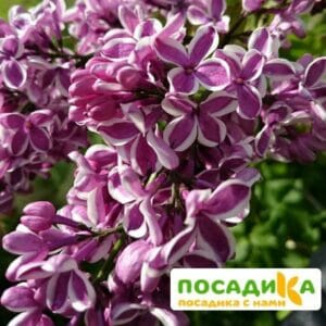 Сирень Сенсация купить по цене от 529.00р. в интернет-магазине «Посадика» с доставкой почтой в в Полысаевое и по всей России – [изображение №1].