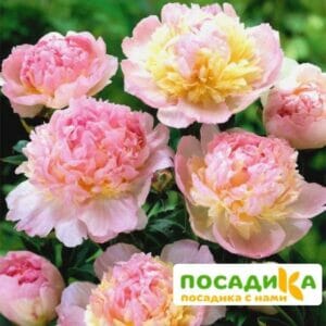 Пион Распберри Сандей (Paeonia Raspberry Sundae) купить по цене от 959р. в интернет-магазине «Посадика» с доставкой почтой в в Полысаевое и по всей России – [изображение №1].