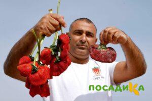 Клубника Гигант Джорнея купить по цене от 266р. в интернет-магазине «Посадика» с доставкой почтой в в Полысаевое и по всей России – [изображение №1].