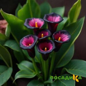 Калла Аура Лейс купить по цене от 400р. в интернет-магазине «Посадика» с доставкой почтой в в Полысаевое и по всей России – [изображение №1].