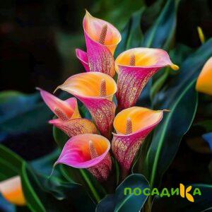 Калла Оникс купить по цене от 450р. в интернет-магазине «Посадика» с доставкой почтой в в Полысаевое и по всей России – [изображение №1].