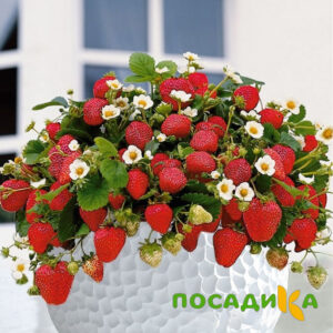 Клубника Рубиновый Шепот (горшечная) купить по цене от 240р. в интернет-магазине «Посадика» с доставкой почтой в в Полысаевое и по всей России – [изображение №1].