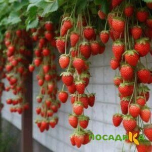 Клубника вьющаяся Комплимент купить по цене от 470р. в интернет-магазине «Посадика» с доставкой почтой в в Полысаевое и по всей России – [изображение №1].
