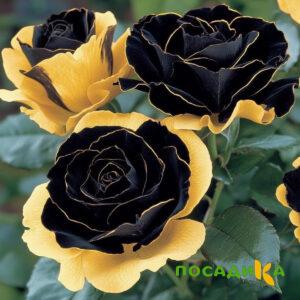 Роза Ханни Сикл купить по цене от 700р. в интернет-магазине «Посадика» с доставкой почтой в в Полысаевое и по всей России – [изображение №1].