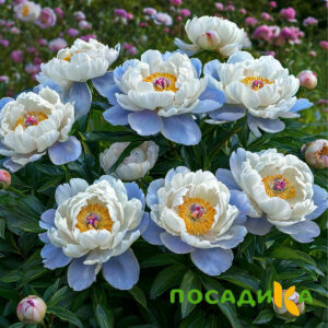 Пион акварельный Этюд купить по цене от 806р. в интернет-магазине «Посадика» с доставкой почтой в в Полысаевое и по всей России – [изображение №1].