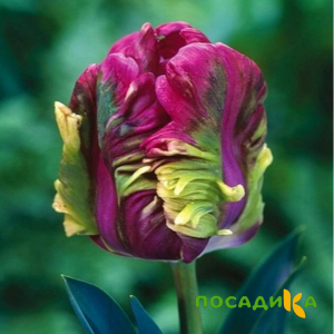Тюльпан Экзотик Хэвен купить по цене от 186р. в интернет-магазине «Посадика» с доставкой почтой в в Полысаевое и по всей России – [изображение №1].