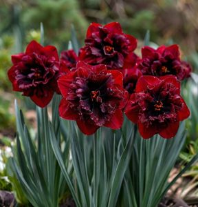 Нарцисс Сапфировый Бриз купить по цене от 3000р. в интернет-магазине «Посадика» с доставкой почтой в в Полысаевое и по всей России – [изображение №1].