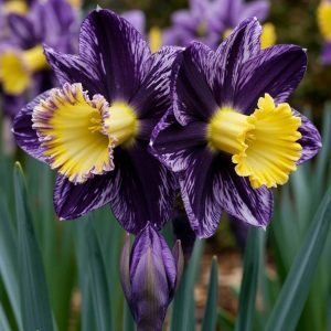 Нарцисс Акропоис купить по цене от 382р. в интернет-магазине «Посадика» с доставкой почтой в в Полысаевое и по всей России – [изображение №1].